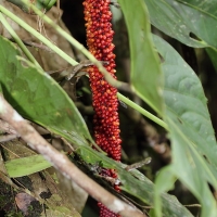 Ecuador, Amazon