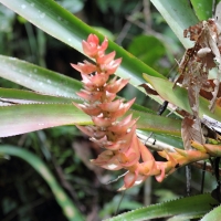 Ecuador, Amazon