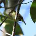 Ecuador, Amazon