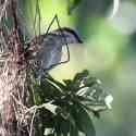 Ecuador, Amazon