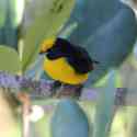 Ecuador, Amazon