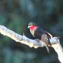 Ecuador, Amazon