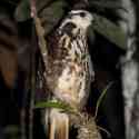 Ecuador, Amazon