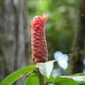 Ecuador, Amazon