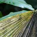 Ecuador, Amazon