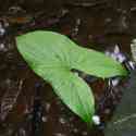 Ecuador, Amazon