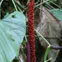 Ecuador, Amazon