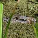 Ecuador, Amazon