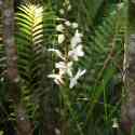 Ecuador, Amazon