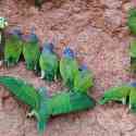 Ecuador, Amazon