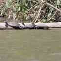 Ecuador, Amazon