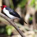 Ecuador, Amazon