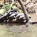 Ecuador, Amazon