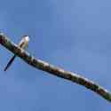 Ecuador, Amazon