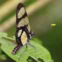 Ecuador, Amazon