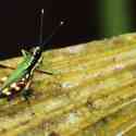 Ecuador, Amazon