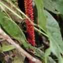 Ecuador, Amazon