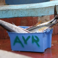 Ecuador, Galapagos, Santa Cruz Island, Yellow Finned Tuna