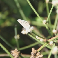 Ecuador, Galapagos, Santa Cruz Island