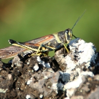 Ecuador, Galapagos, Santa Cruz Island