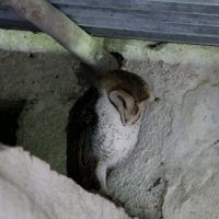 Ecuador, Galapagos, Santa Cruz Island. Barn Owl