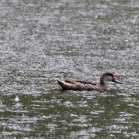 Ecuador, Galapagos, Santa Cruz Island, White Cheeked Pintail