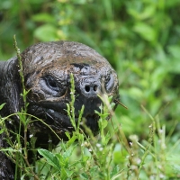 Ecuador, Galapagos, Santa Cruz Island