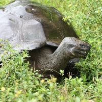 Ecuador, Galapagos, Santa Cruz Island