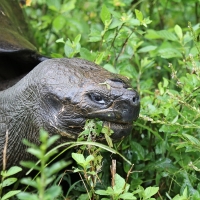 Ecuador, Galapagos, Santa Cruz Island