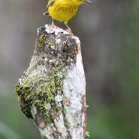 Ecuador, Galapagos, Santa Cruz Island, Yellow Warbler