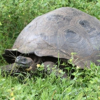 Ecuador, Galapagos, Santa Cruz Island