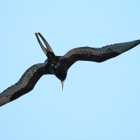 Ecuador, Galapagos, Santa Cruz Island. Magnificent Frigatebird