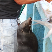 Ecuador, Galapagos, Santa Cruz Island, Sea Lion