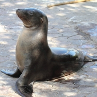 Ecuador, Galapagos, Santa Cruz Island, Sea Lion