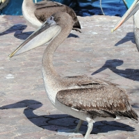 Ecuador, Galapagos, Santa Cruz Island. Brown Pelican