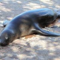 Ecuador, Galapagos, Santa Cruz Island, Sea Lion