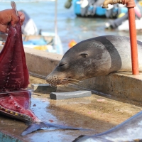 Ecuador, Galapagos, Santa Cruz Island, Yellow Finned Tuna