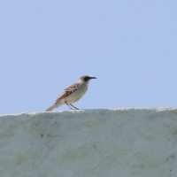 Ecuador, Galapagos, Santa Cruz Island, Galapagos Mockingbird