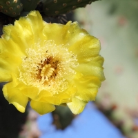 Ecuador, Galapagos, Santa Cruz Island