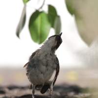 Ecuador, Galapagos, Santa Cruz Island, Galapagos Flycatcher