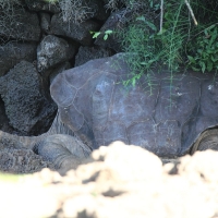 Ecuador, Galapagos, Santa Cruz Island