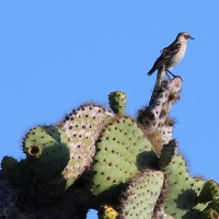 Ecuador, Galapagos, Santa Cruz Island