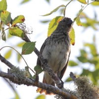 Ecuador, Galapagos, Santa Cruz Island