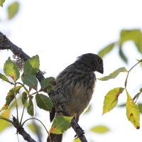 Ecuador, Galapagos, Santa Cruz Island