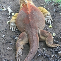 Ecuador, Galapagos, Santa Cruz Island, Galapagas Land Iguana