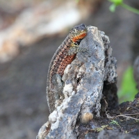 Ecuador, Galapagos, Santa Cruz Island