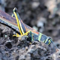 Ecuador, Galapagos, Santa Cruz Island