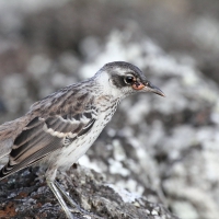 Ecuador, Galapagos, Santa Cruz Island