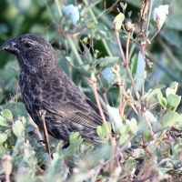 Ecuador, Galapagos, Santa Cruz Island