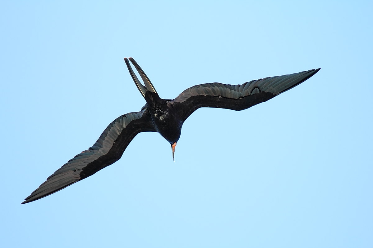 Ecuador, Galapagos, Santa Cruz Island. Magnificent Frigatebird